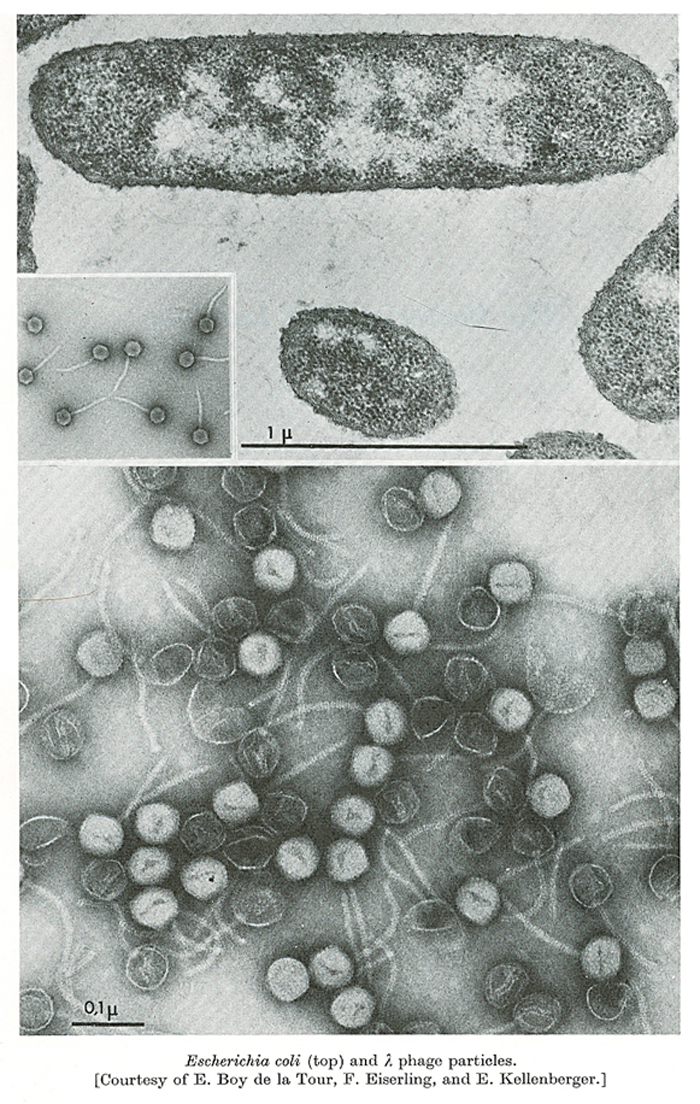 E. Kellenberger Lambda Phage